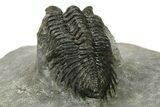Coltraneia Trilobite Fossil - Huge Faceted Eyes #225336-2